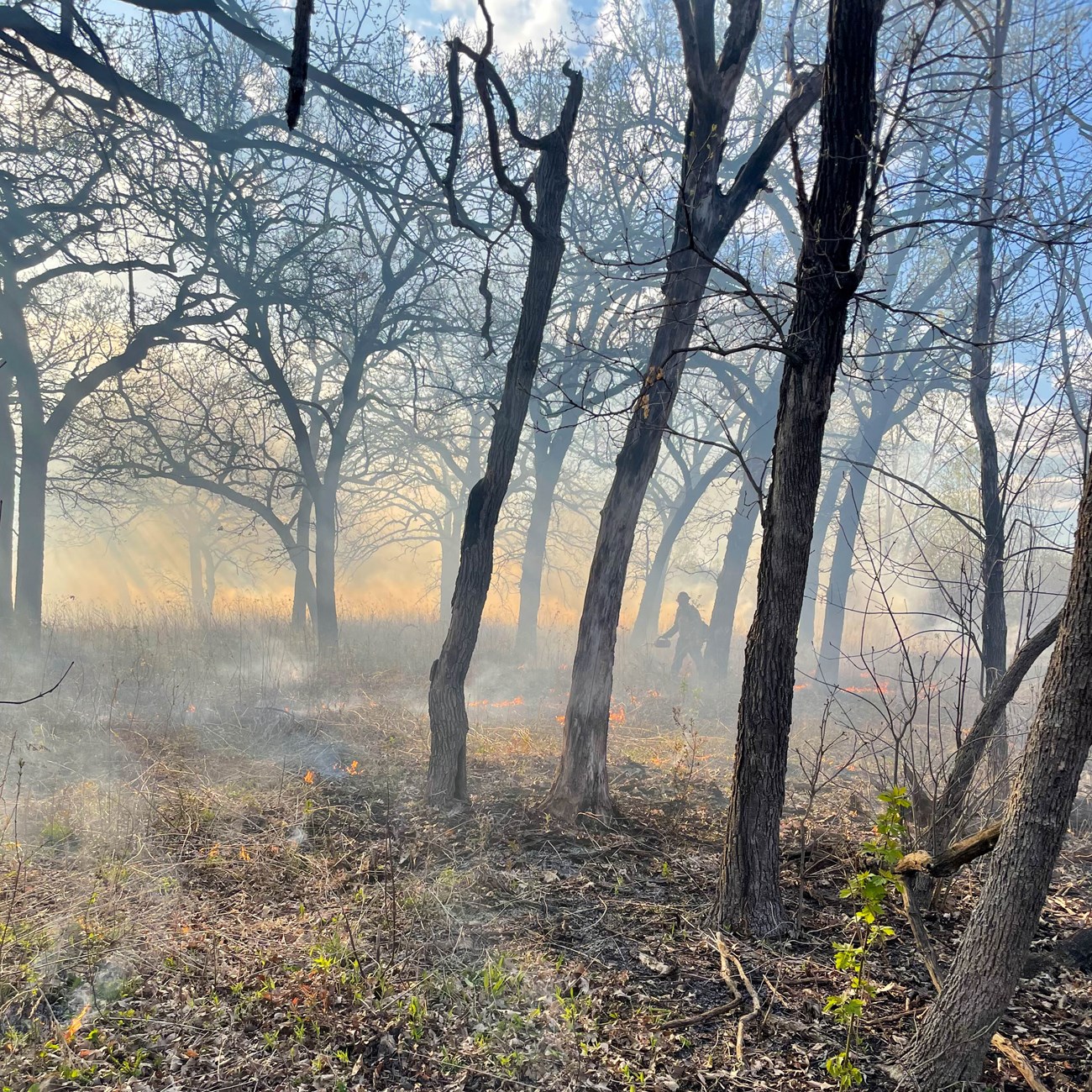 2021 Coldwater Burn-1 Prescribed burn in the woods