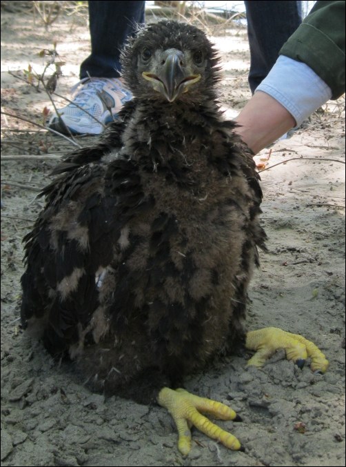 A confused eaglet