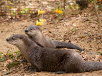 2 otters