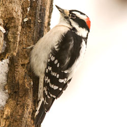 A downy woodpecker clings to a tree trunk while hunting for food.