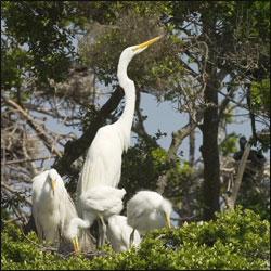 A great egret, resplendent in its white feathers, stands in a tree nest surrounded by its chicks.