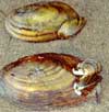 Zebra mussels on a native species