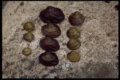 Mussel growth