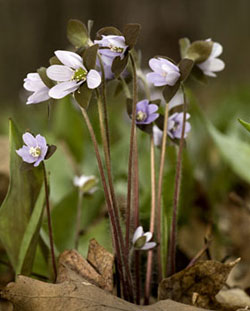 A hepatica's pale flowers push up through the leaves of a spring forest's floor.