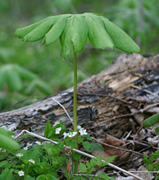 A mayapple with its broad green leaves rises on a slender stalk above the forest floor.