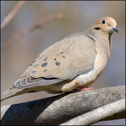 A mourning dove sits on a branch.