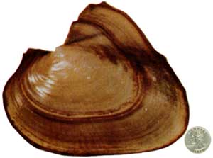 A Pink Papershell mussel