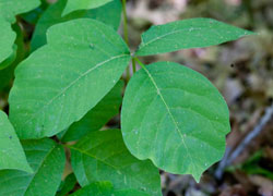 Poison ivy leaves showing the "leaves of three" configuration.