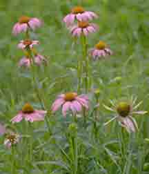 Purple Coneflower