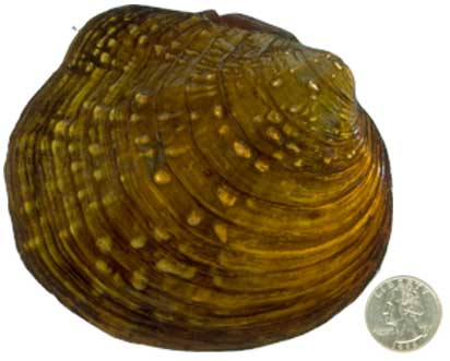 A Purple Wartyback mussel