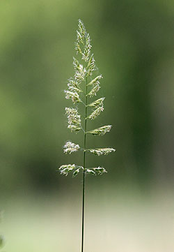 A single stem of reed canary grass and its seedhead.