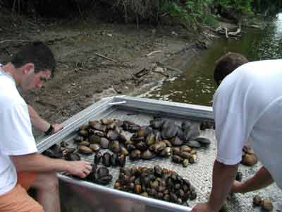 Sorting mussels.