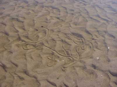 The tracks of a mussel.