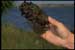 A mussel shell being smothered by zebra mussels.
