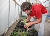 A park ranger checks seedlings inside a greenhouse.