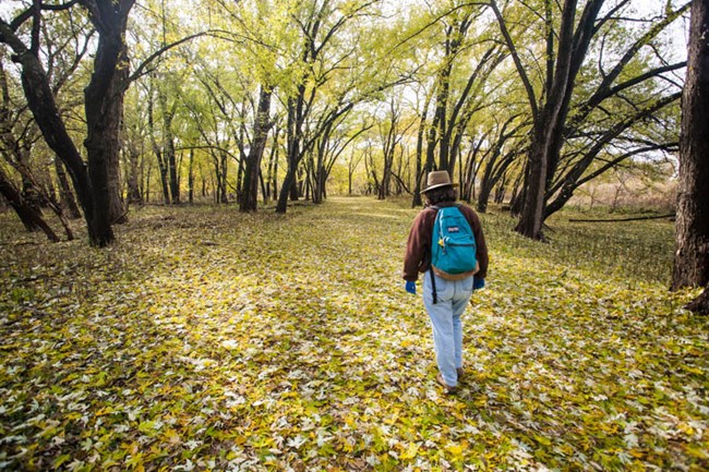 A woman on a hike stops to examine a tree.