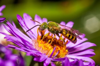 A small green bee sits on a flower.