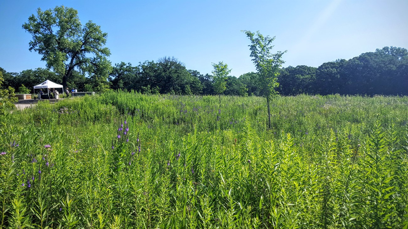 A prairie full of wildflowers on a clear summer day.