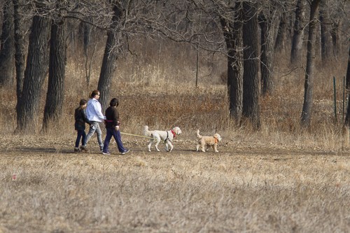 Dog Walking Two people walking their dogs.