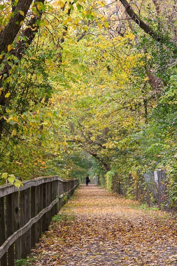 A walker pauses at the end of a trail surrounded by autumn trees. A walker pauses at the end of a trail surrounded by autumn trees.