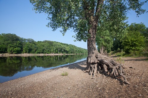 A lone Cottonwood Tree with roots going into the beach overlooking the Mississippi River in the background. A lone Cottonwood Tree with roots going into the beach overlooking the Mississippi River in the background.