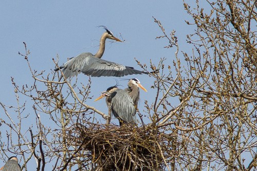 Great Blue Herons in a nest near Marshall Terrace Park.