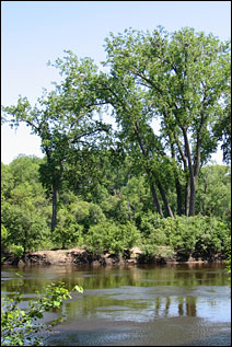 A tree-coverd island sitting in the middle of the Mississippi River. A tree-coverd island sitting in the middle of the Mississippi River.
