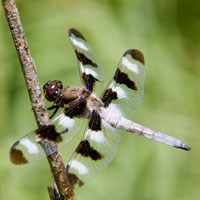 A dragonfly perched on a twig.