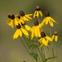 Yellow coneflowers