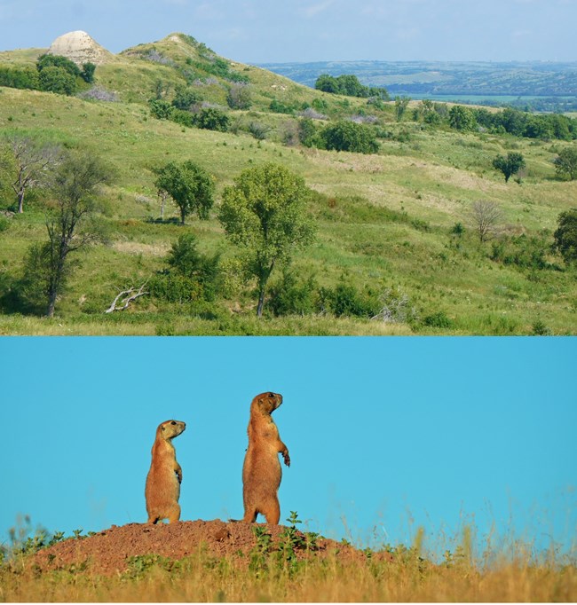 Old Baldy (The Tower) stands out in white in contrast to the surrounding green vegetation. To the right is the Missouri River with its blue hued water. The bottom image is two prairie dogs standing on a mound of soil/dirt with a contrasting turquoise sky.