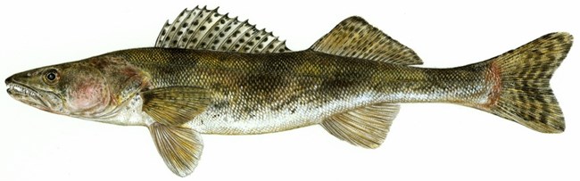 Illustration of a sauger