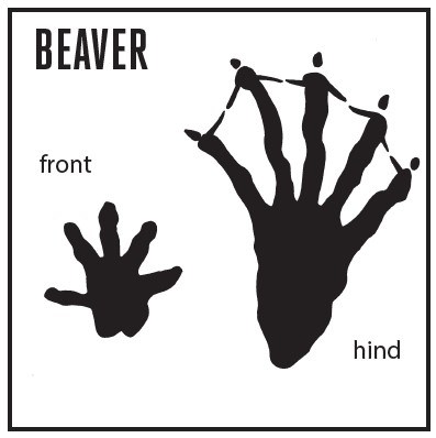 A square graphic with heading, "Beaver" and a shape showing a beaver's front and hind foot shape