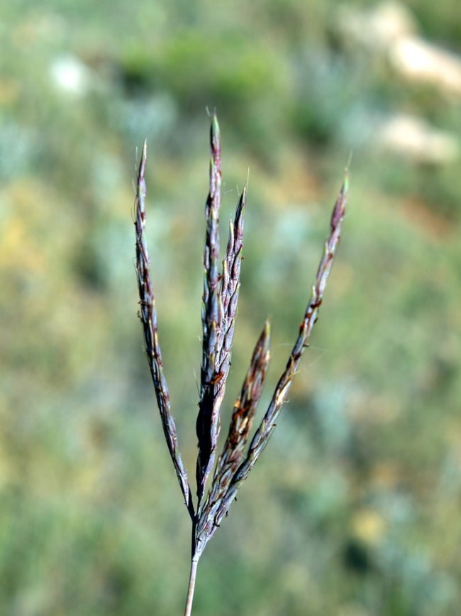 The rhizomes are short and scaly and the color of the leaves varies from light yellow-green to burgundy. The seed head is coarse and not fluffy as in other bluestems. Individual seed heads often have three spikelets that look like a turkey foot.