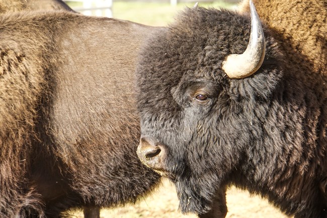 Close up of an American bison with thick, shaggy brown fur and a prominent curved horn, standing outside in sunlight next to another bison.