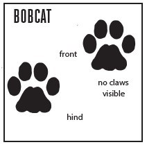 a square graphic with heading, "Bobcat" and shapes showing a front and hind track, labels read "front, hind, no claws visible"