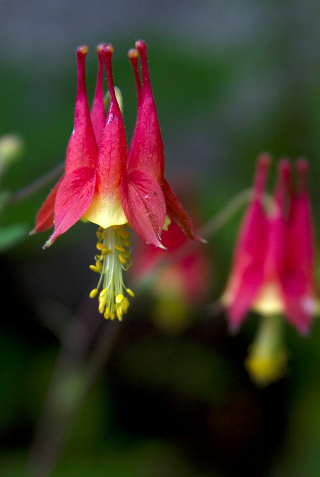 A thin green stem stretches out from the left edge of the image. After a couple inches, it curves downwards into the base of the flower. Red spurs grow back down the stem while the red-orange petals stretch downward. Green stamens grow downwards.