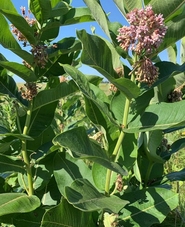 Common milkweed about 3 feet tall with clusters of stout stems. Leaves are 15-20 centimeters (6-8 inches) long and 5-9 centimeters (2-3.6 inches) wide. Pinkish red petals in bundles.