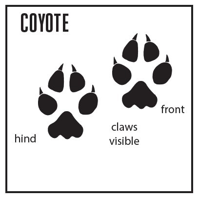 a square graphic with heading, "Coyote" and shapes of front and hind tracks, with labels, "hind, front, claws visible"
