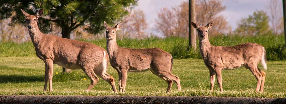three deer in a grassy field