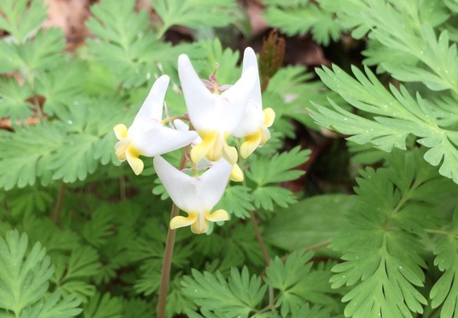 Flowers are white to pink and resemble a pair of pantaloons hanging upside down. The one or more finely compound leaves make the plant appear fern-like.