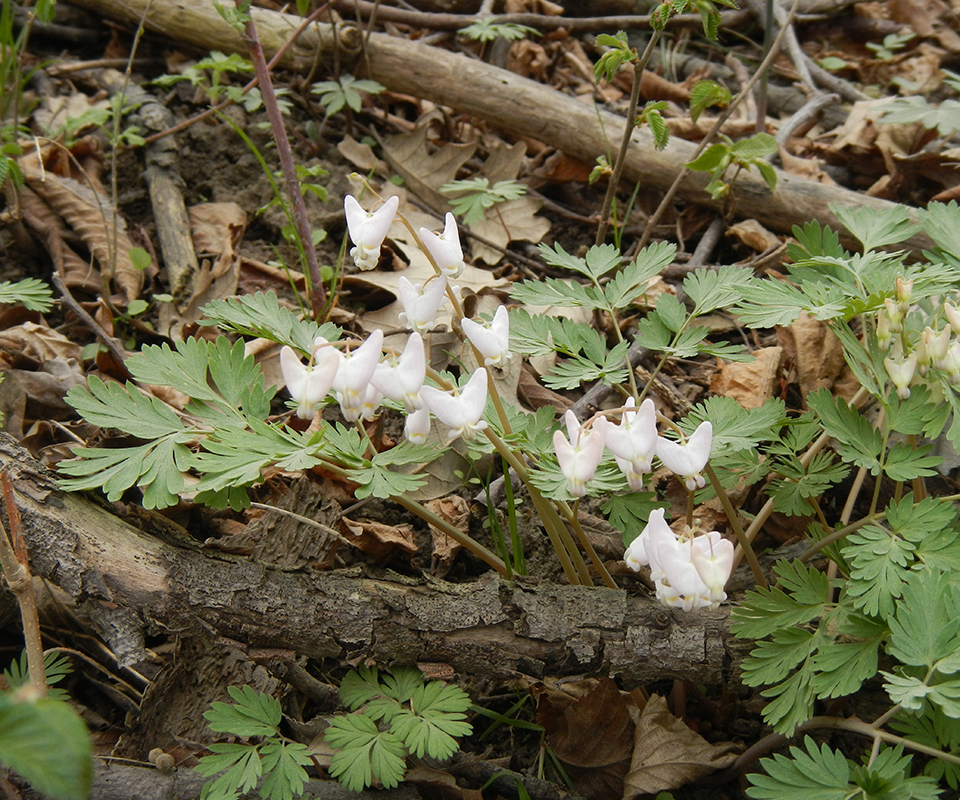 Outdoor series-Wildflowers