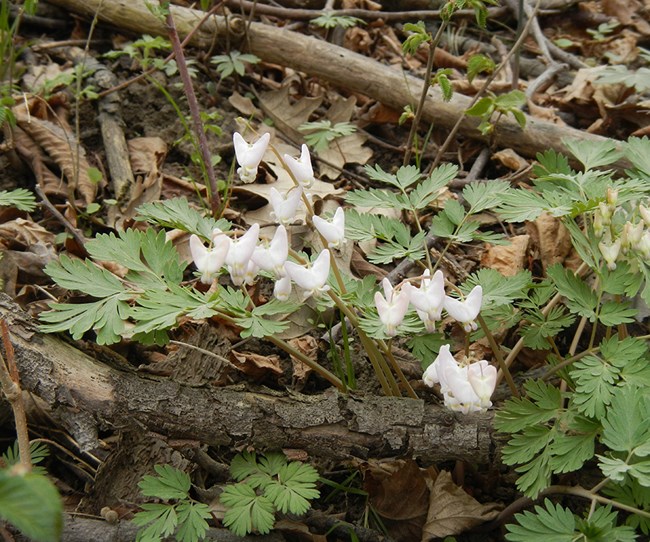 Small white flowers hang out from a mass of green leaves. Dead wood and dead brown leaves carpet the ground below the flowers.