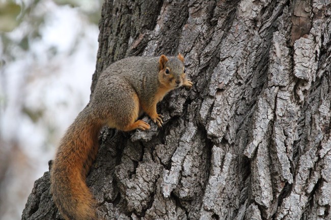 A squirrel clings to a tree trunk with deep ridges in its bark
