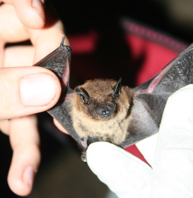 A small brown bat being held by a researcher