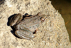 Frog at Brooky Bottom Boat Ramp Frog at Brooky Bottom Boat Ramp