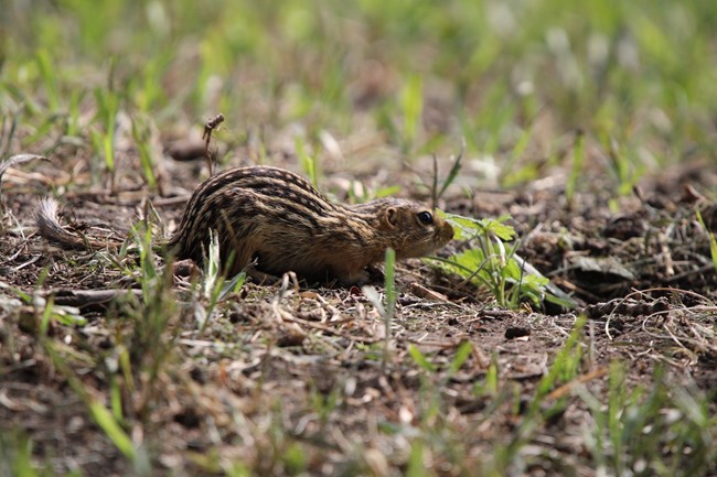 A small rodent with alternating dark brown and light brown stripes running the length of the body is looking to the right while surrounded by dirt and short green plants.