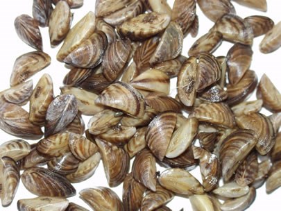 Cluster of Zebra Mussels with D-shaped shells with alternating black bands.