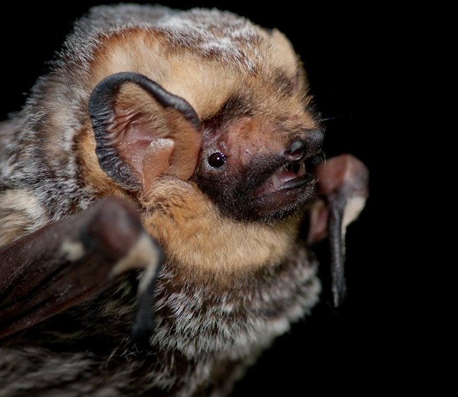 A close-up image of the head of hoary Bat with silver-tipped fur.
