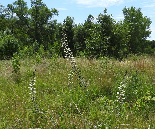 Three slim stems with white flowers rise out from a thicket of prairie grass. Green ash trees frame the background in the picture.