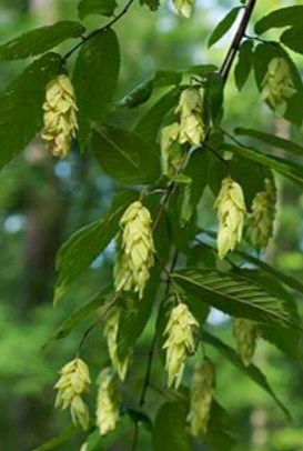 Leaves of an Ironwood tree.